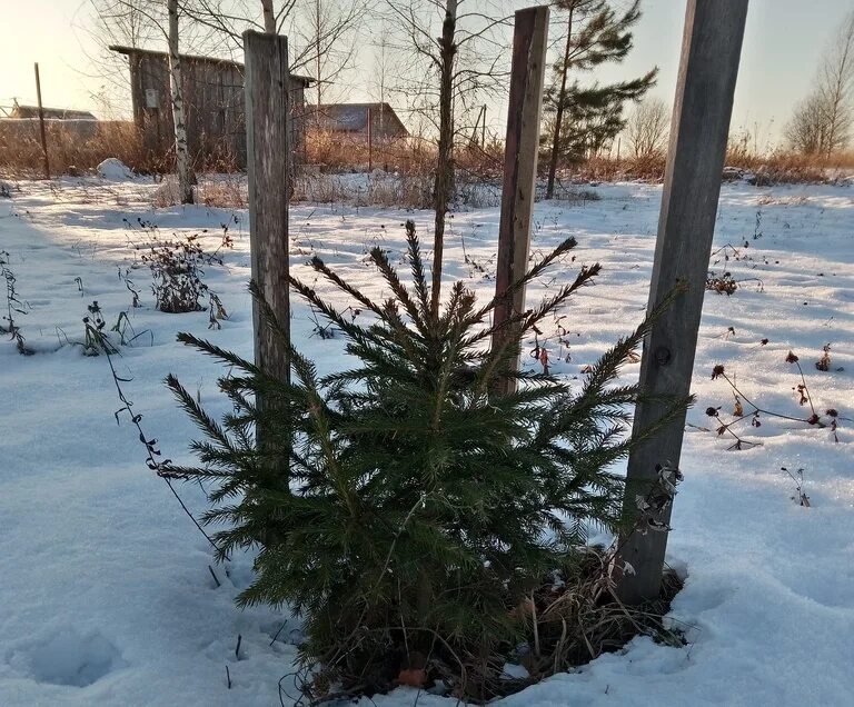 Конус для укрытия хвойных растений 1,0х1,2м (белый. Чехол для укрытия растений. Укрытие елей. Укрытие хвойников на зиму. Укрытие туй на зиму.