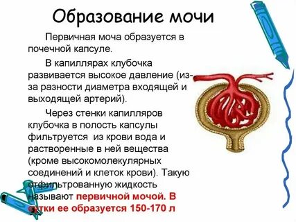 Первичная моча отличается от плазмы