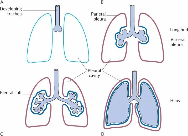 Стадии развития легких. Развитие дыхательной системы. Развитие легкие анатомия. Дыхательная система развивается из. Дыхательная система плода.