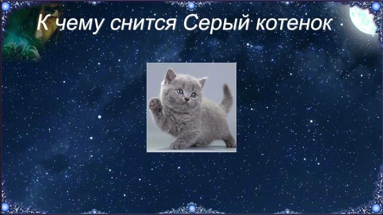 Сонник к чему снятся котята. Приснился котенок серый. Приснился котенок маленький к чему. Видеть во сне котят маленьких. Что означает во видеть котенок