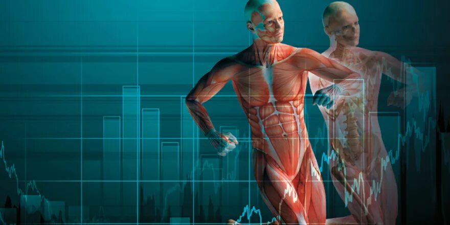 Сердцебиение человека. Спорт и медицина. Физиология спортсмена. Физиология спортсмена. Опорно-двигательный аппарат человека мышцы.