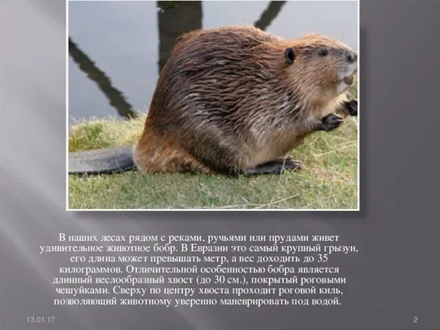 Бобры живут. Бобр среда обитания. Где обитают бобры в россии. На каком материке обитают бобры. Бобров на карте.