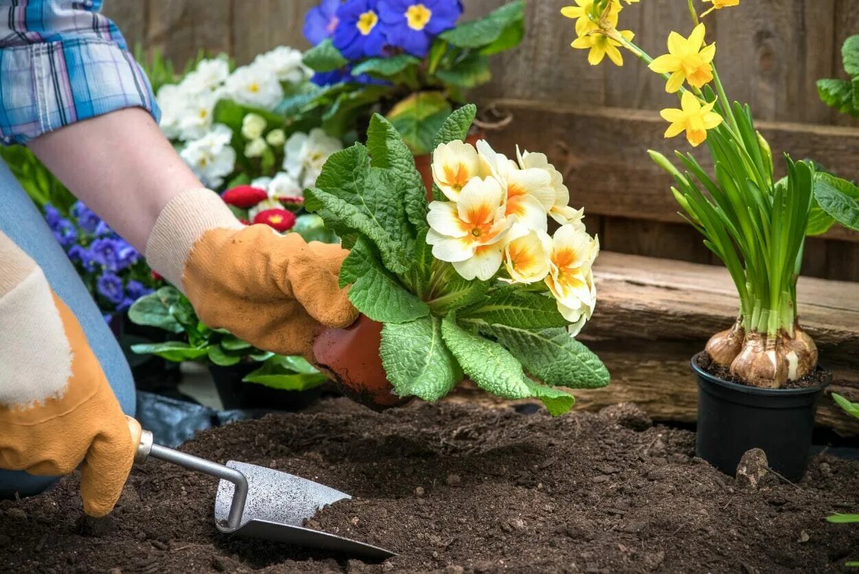 They to plant flowers. Цветы в огороде. Весенние цветы в огороде. Посадка растений в саду. Цветочные растения открытого грунта.