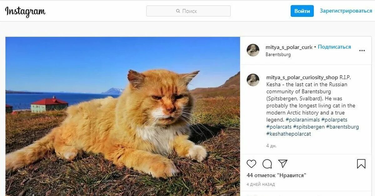 Почему на шпицбергене запрещены кошки. Кот на шпицбергене. кеша на шпицбергене единственный кот. кот песец на шпицбергене. кот на шпицбергене по документам песец.