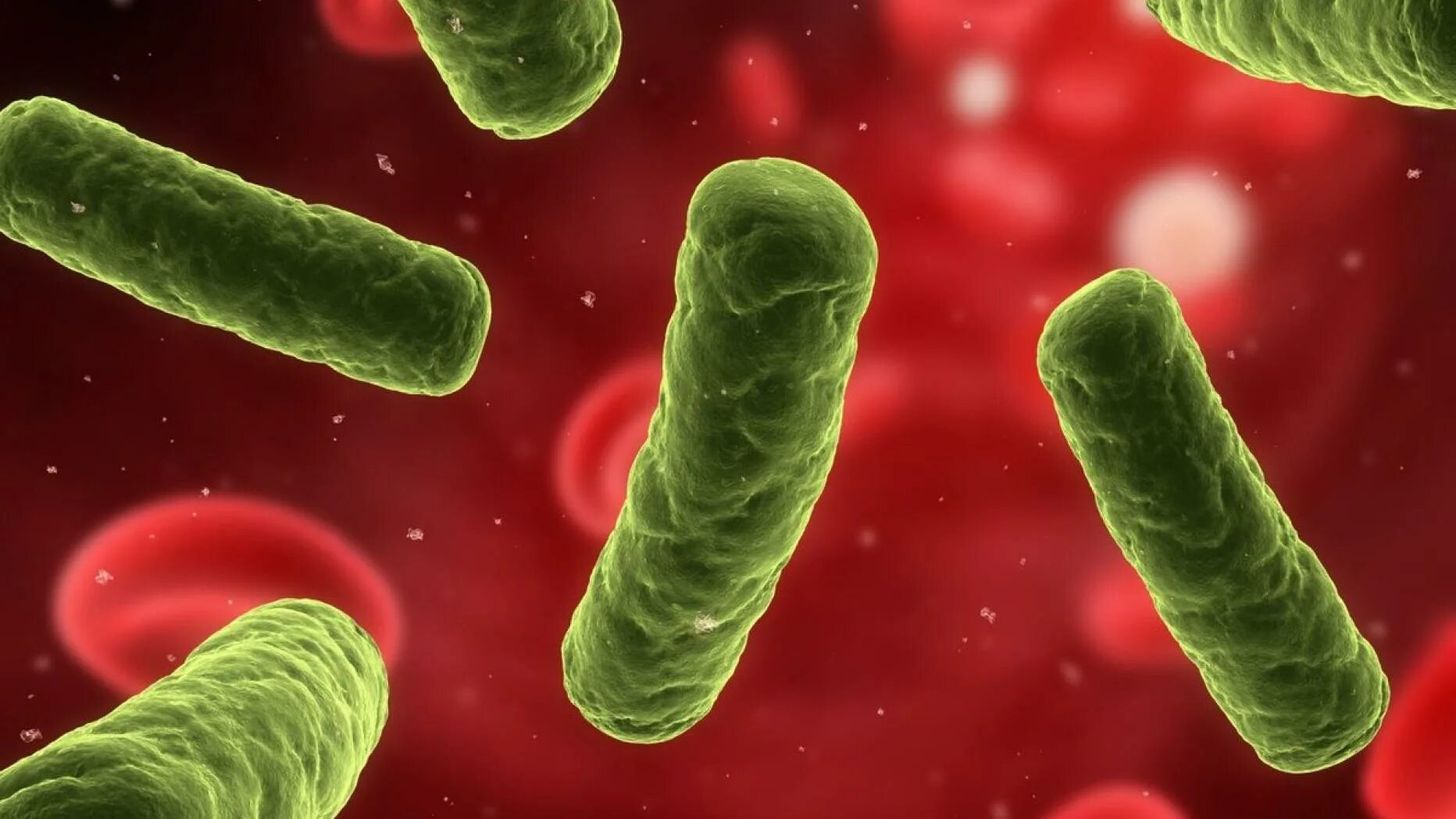 Enterobacter 10. Патогенные энтеробактерии. Микроорганизмы семейства enterobacteriaceae. Энтеробактерии саказаки. Энтеробактер аэрогенес.