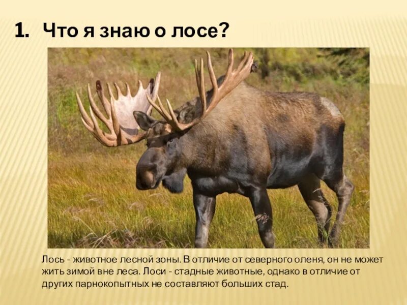 Олень и лось отличия фото. Сохатый лось природная зона. отличие лося от оленя. олень и лось разница.