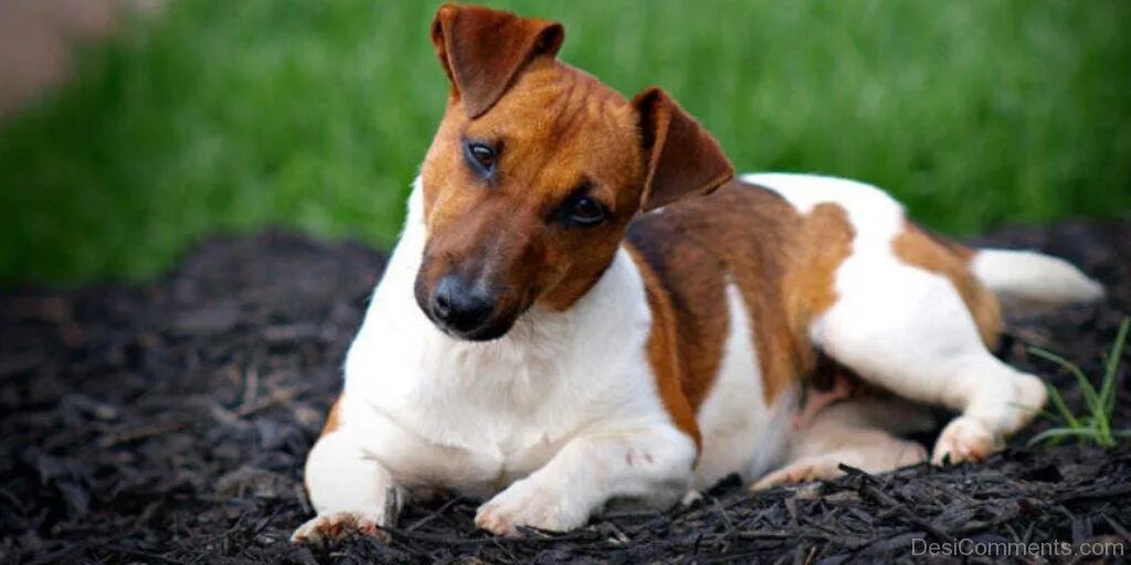 Рассел терьер плюс. Рассел терьер плюс. Джек рассел парсон. Джек рассел плюсы. Парсон джек рассел терьер.