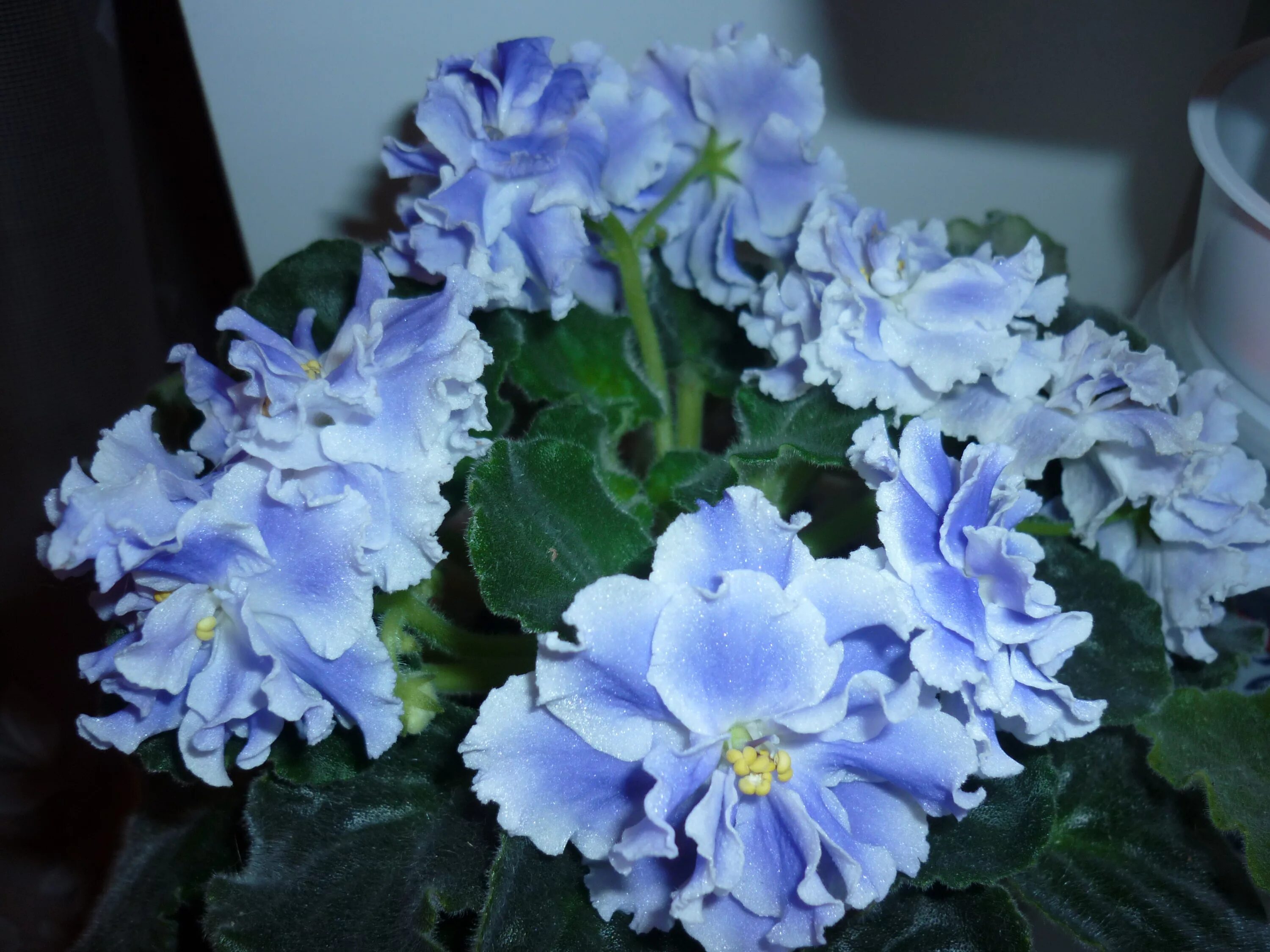 Голубая узамбарская фиалка. Узамбарская фиалка махровая. Узамбарская фиалка синяя. Сенполия ек наутилус. Узамбарская фиалка синяя.