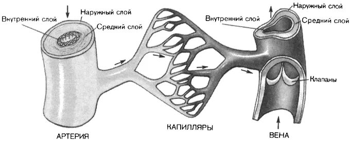 Строение вены рисунок. Схема строения артерий вен капилляров. Схема строения стенки артерий вен капилляров. Строение артерии вены и капилляры. Схема строения артерии вены капилляры.