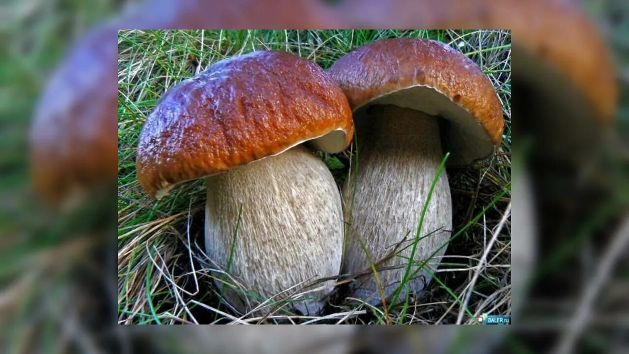 Грибы это особая группа. Загадка про белый гриб. Загадки про грибной дождь. Загадка про белый гриб для детей. Три гриба.