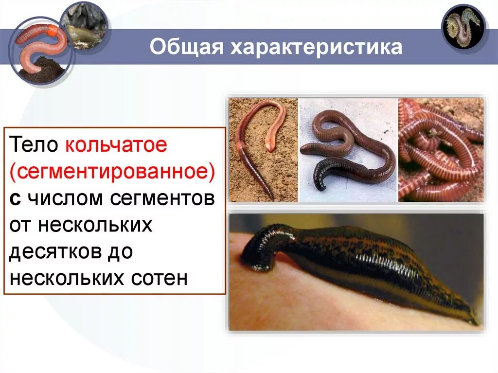 Кольчатые черви тело сегментировано. Форма кольчатых червей. Форма тела кольчатых червей. Плоские круглые и кольчатые черви.