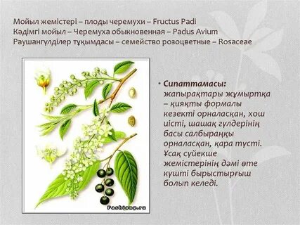 Систематика черемухи