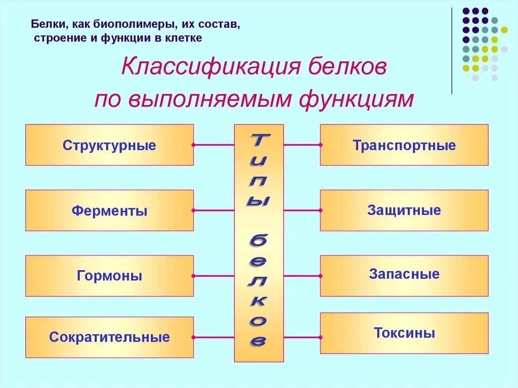 Структуры биополимера. Строение. Классификация. Структура белков.. Строение и классификация белков. Классификация белков по функциям. Классификация и функции белков.