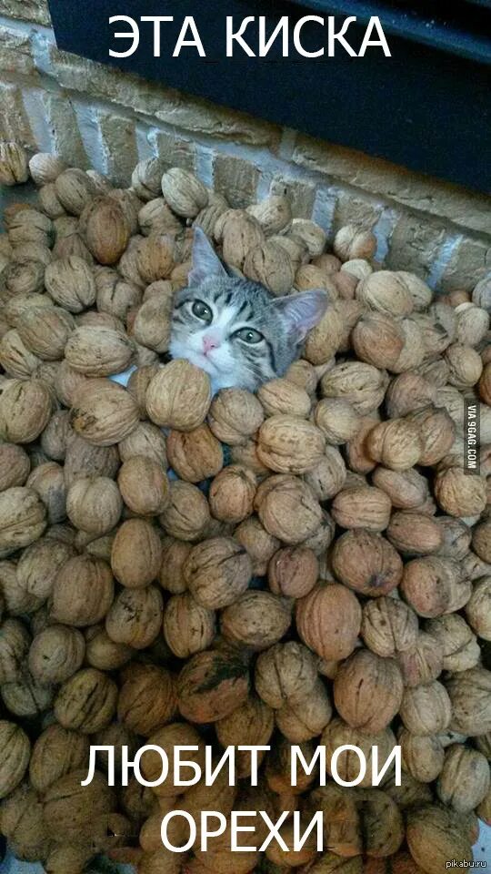 Кот орех. Котик и орехи. орешки кот. кошачьи орехи. котик орешек.