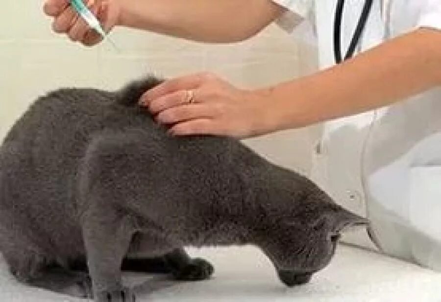 Вакцинация кошек. Прививка для кошек. Коту делают прививку. Место уколы для кошек против панлейкопении. Сколько стоят прививки для кошек