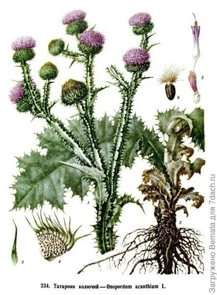 Чертополох растение описание как выглядит Musk Thistle (Carduus nutans) Weed Science