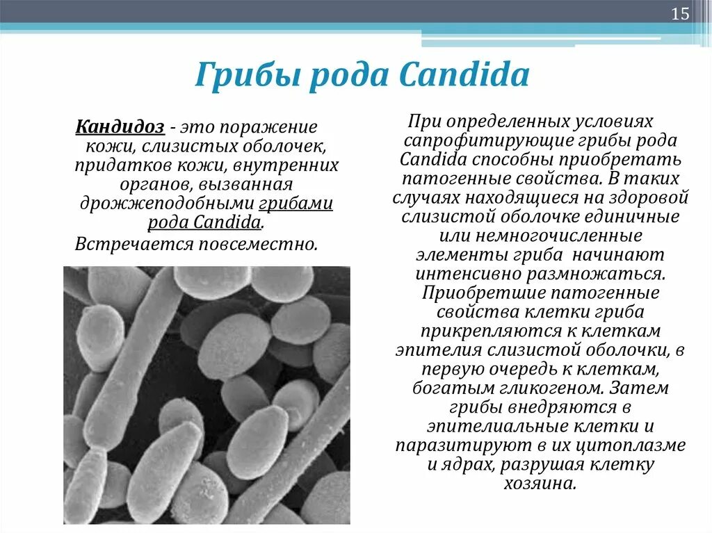 Сколько живет кандида