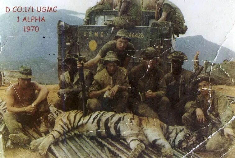 Тигр в засаде мем. Отряд Тайгер Форс. USMC Вьетнам. Морская пехота во Вьетнаме. Тигровый отряд Вьетнам.
