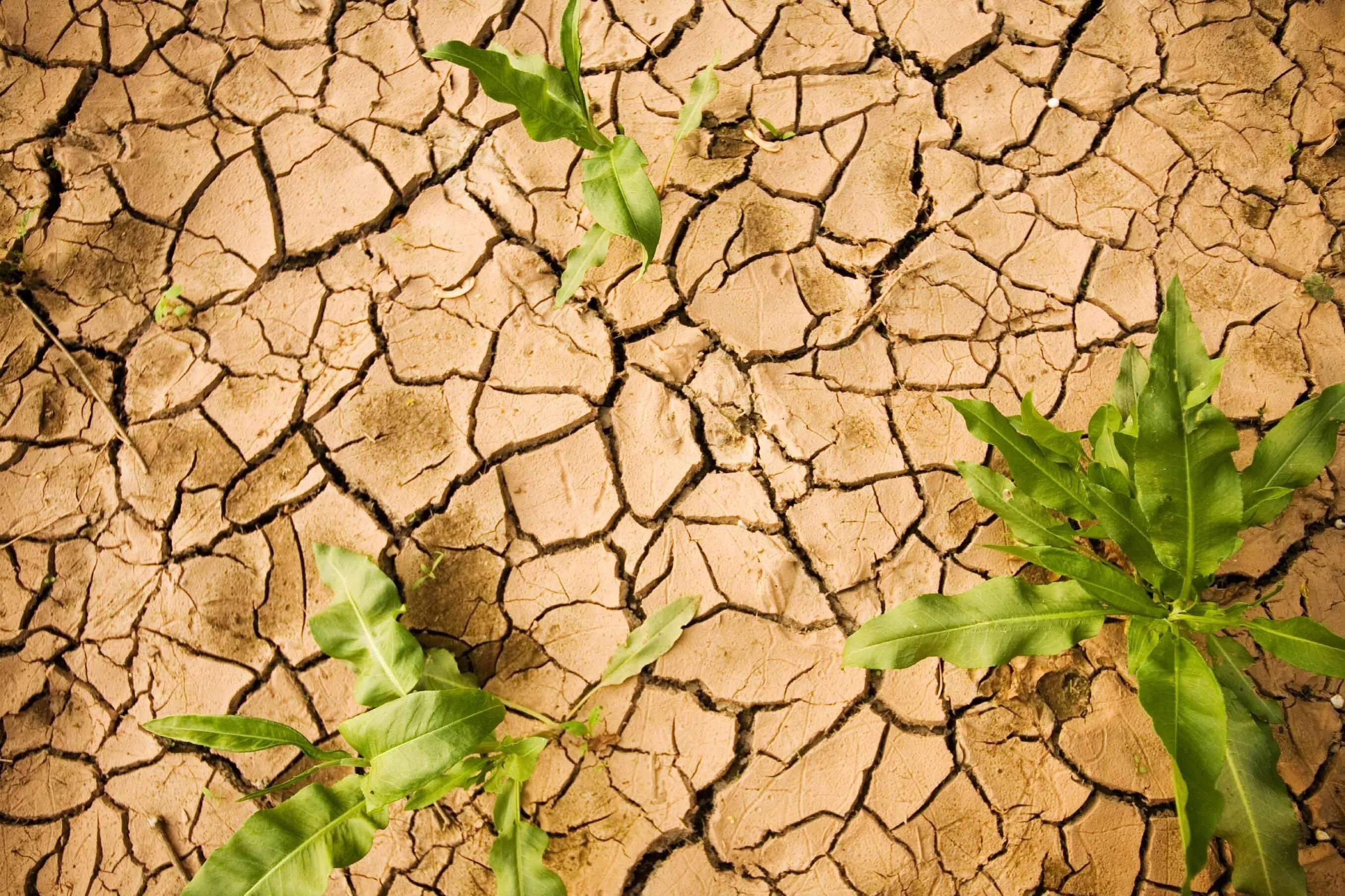 Засуха. Опустынивание. Почва. Текстура земли. Неприятный почва