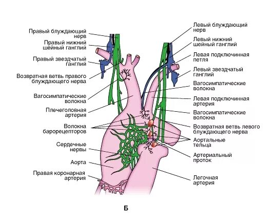 Блуждающий нерв топография схема. Блуждающий нерв основные ветви. Левый блуждающий нерв. Левый блуждающий нерв топография.