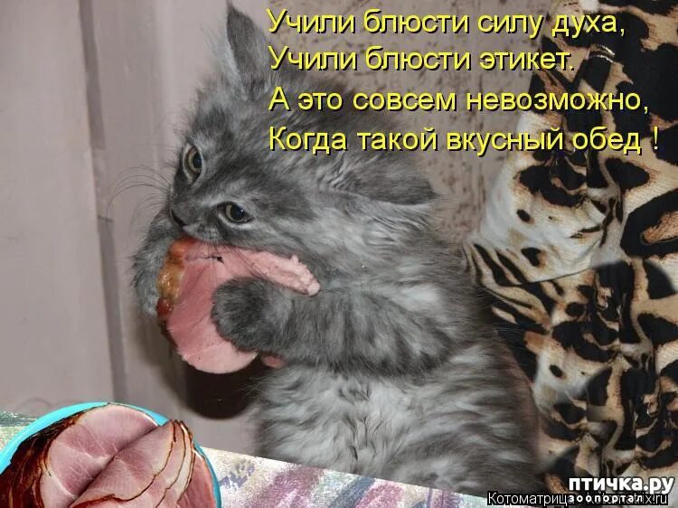 Приколы с котами до слез с надписями. Смешные животные с надписями до слез. открытки приколы с животными до слез. смешные коты с надписями до слёз. прикольные надписи с животными до слез.