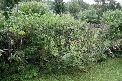 Известно что черноплодная рябина декоративный кустарник