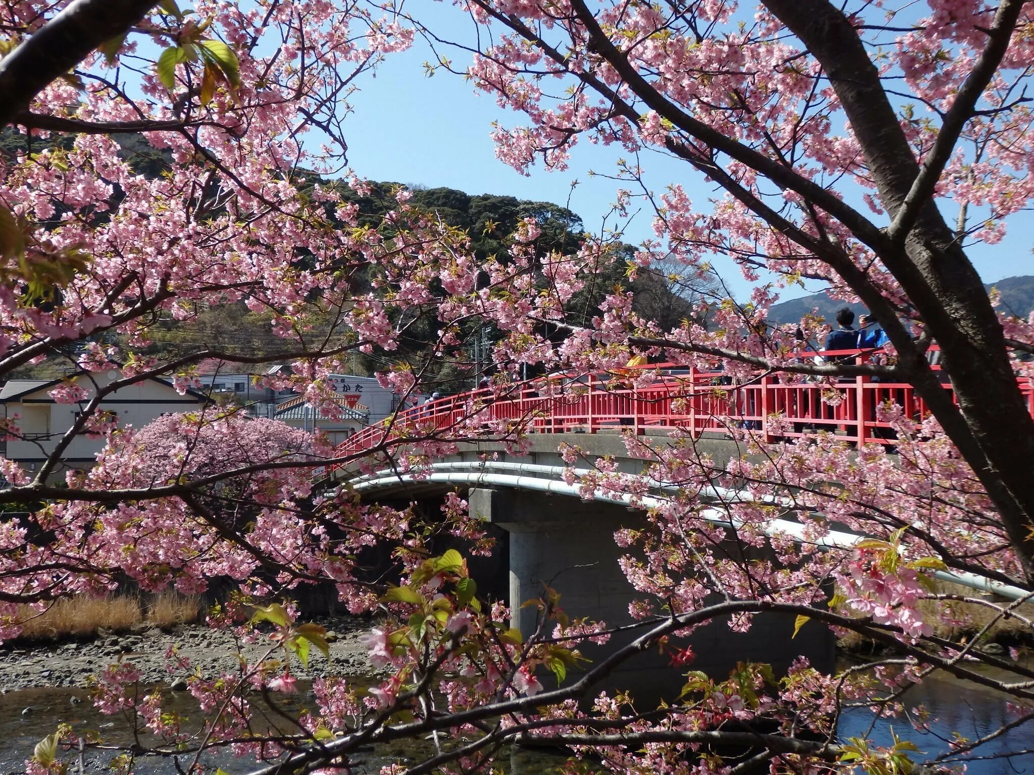 Южные сакуры. Дорога Кёнджу Южная Корея Сакура. Сакуровый сад в Японии. Цветение Сакуры в Южной Корее. Сакура в Корее.