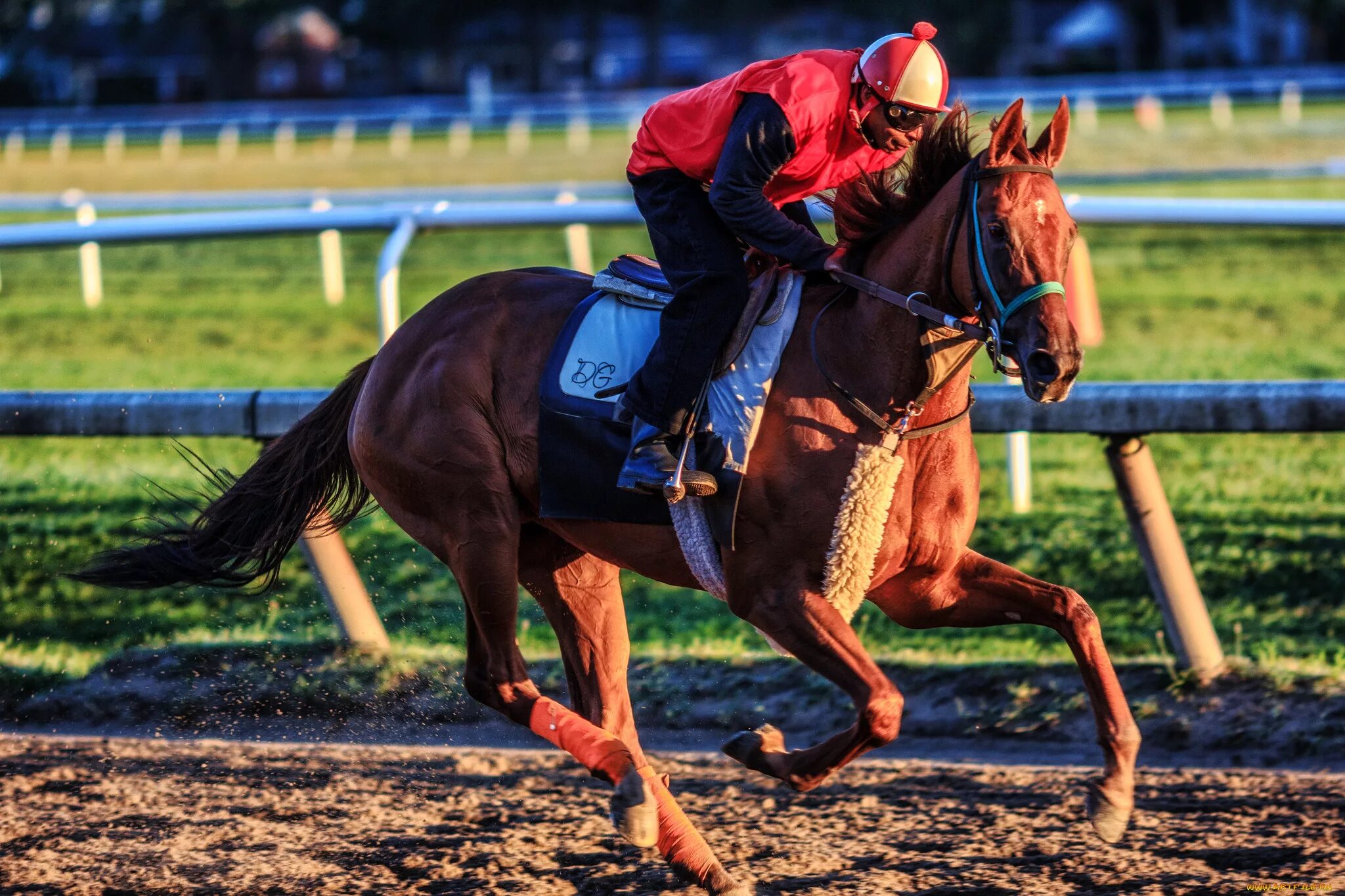 Sports horse. Конный спорт. Спортивные лошади. Конный конский. Виды конного спорта.