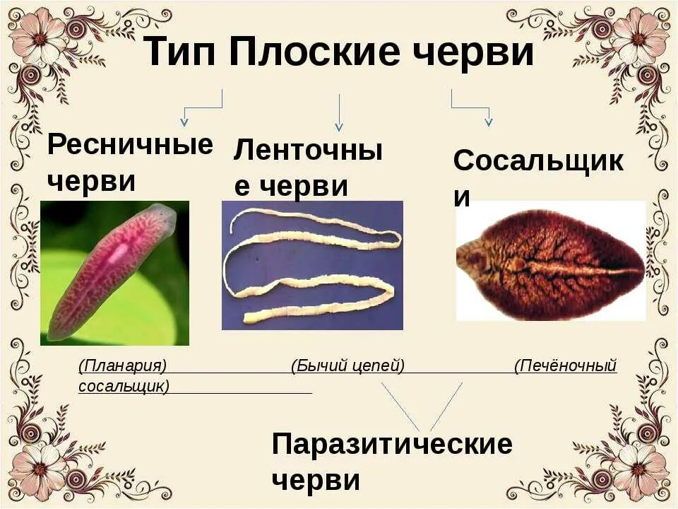 Плоские черви простейшие. Плоские черви (сосальщики и ленточные черви). Типы плоских червей ленточные сосальщики. Классы Ресничные черви, сосальщики, ленточные черви.. Классы плоских червей схема.