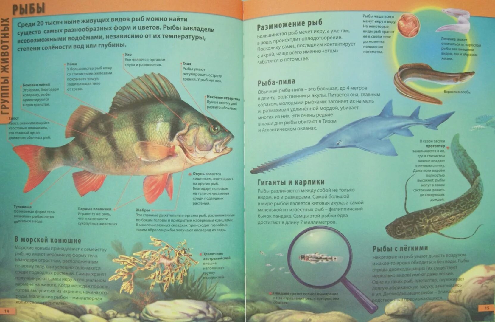 Энциклопедия рыб. Энциклопедия про рыб для детей. Энциклопедия для малышей о рыбах. Книги про рыб для детей 4 лет.