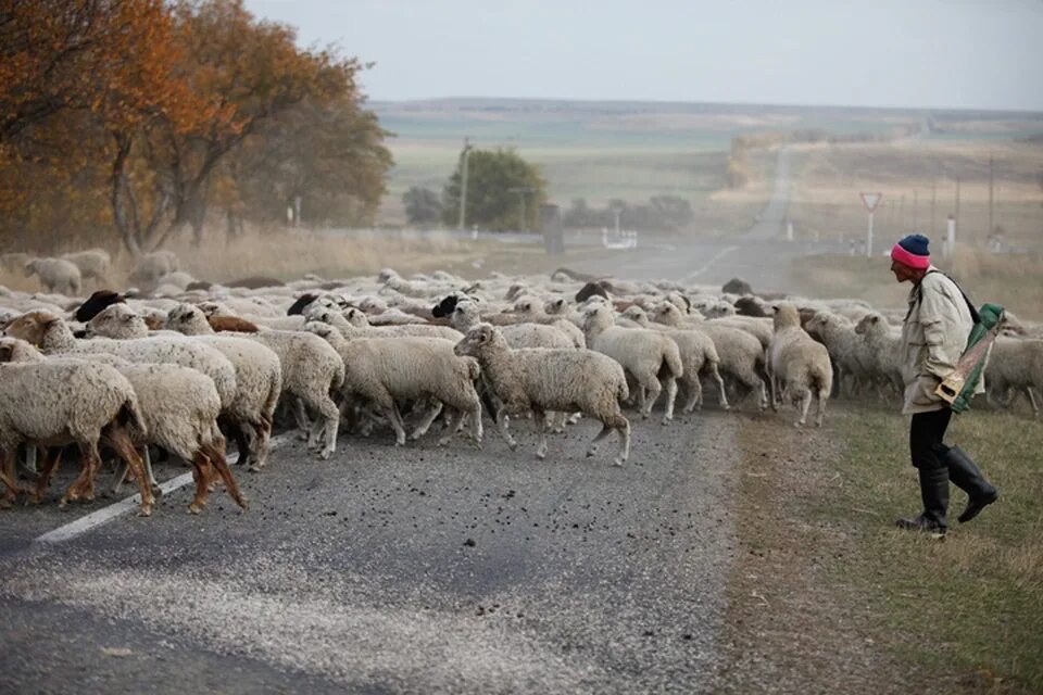 Отары овец Калмыкия. Отара овец Калмыкия. Овцеводство в Калмыкии. Стадо баран Калмыкия. Ремонтное стадо
