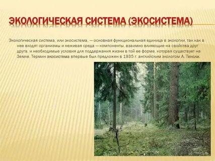 Сочинение от имени какой либо экосистемы