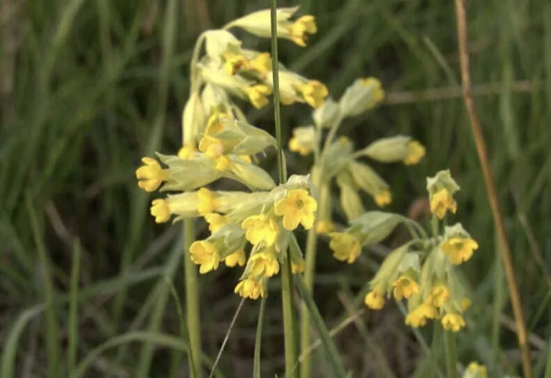 Первоцвет ключики. Первоцвет весенний. Первоцвет весенний (Primula veris l.). Первоцвет весенний примула баранчики. Цветы первоцвет примула злотые ключики.