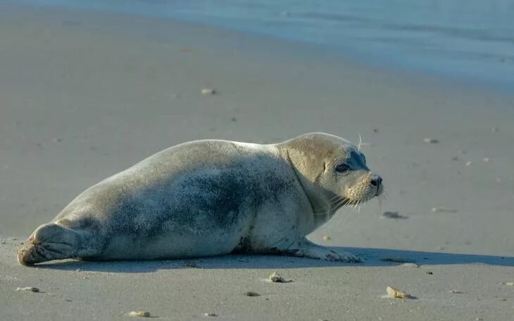 Обыкновенный тюлень (phoca vitulina). Мраморный тюлень. Щенок морского котика.