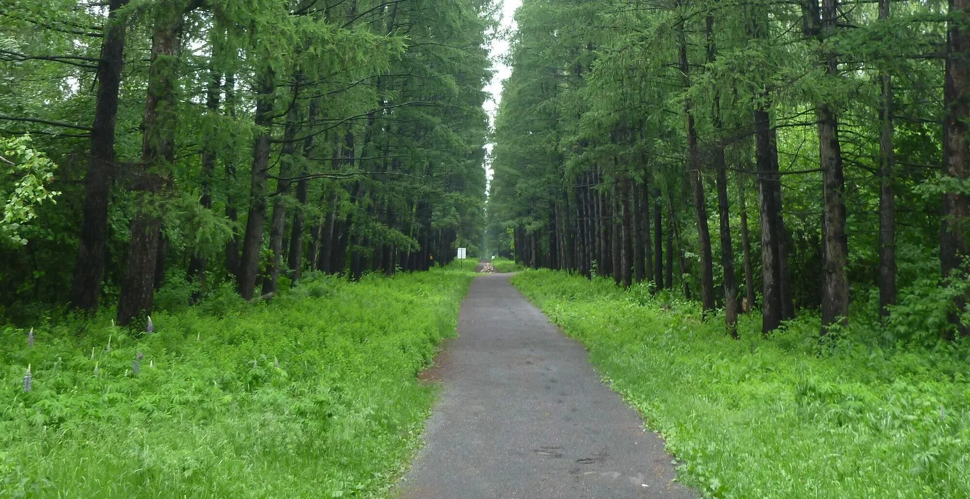 Дендропарк новосибирск осень. Новосибирский дендропарк. Дендропарк новосибирск. Новосибирский дендропарк. Дендропарк новосибирск осень.