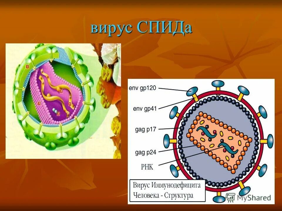 Жизнь вируса вич. Форма вируса иммунодефицита человека. Информация о вирусах. Жизнь вируса вич. Про вирусы и ретровирусы.