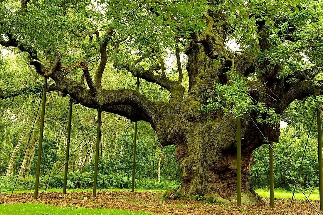 Лес где дерево на дереве стоит. Шервудский лес в Англии. Шервуд лес Англия. Шервудский лес дуб Робин Гуда.