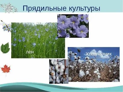 Предельные культуры
