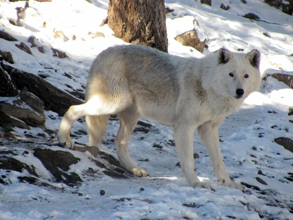 Арктический полярный волк. К3 полярный волк. Полярный волк ареал. «полярный волк» (юст ван борг). К3 полярный волк.