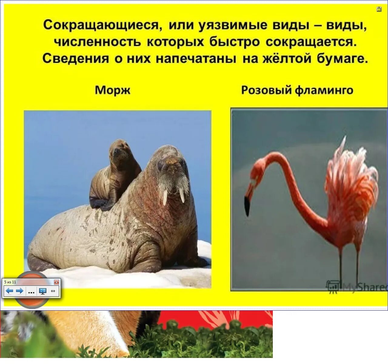 2 сокращающиеся в численности. Сокращение численности или штата работников организации. Виды животных количество которых быстро уменьшается. Желтые страницы красной книги животные и растения. Морская минога красная книга.
