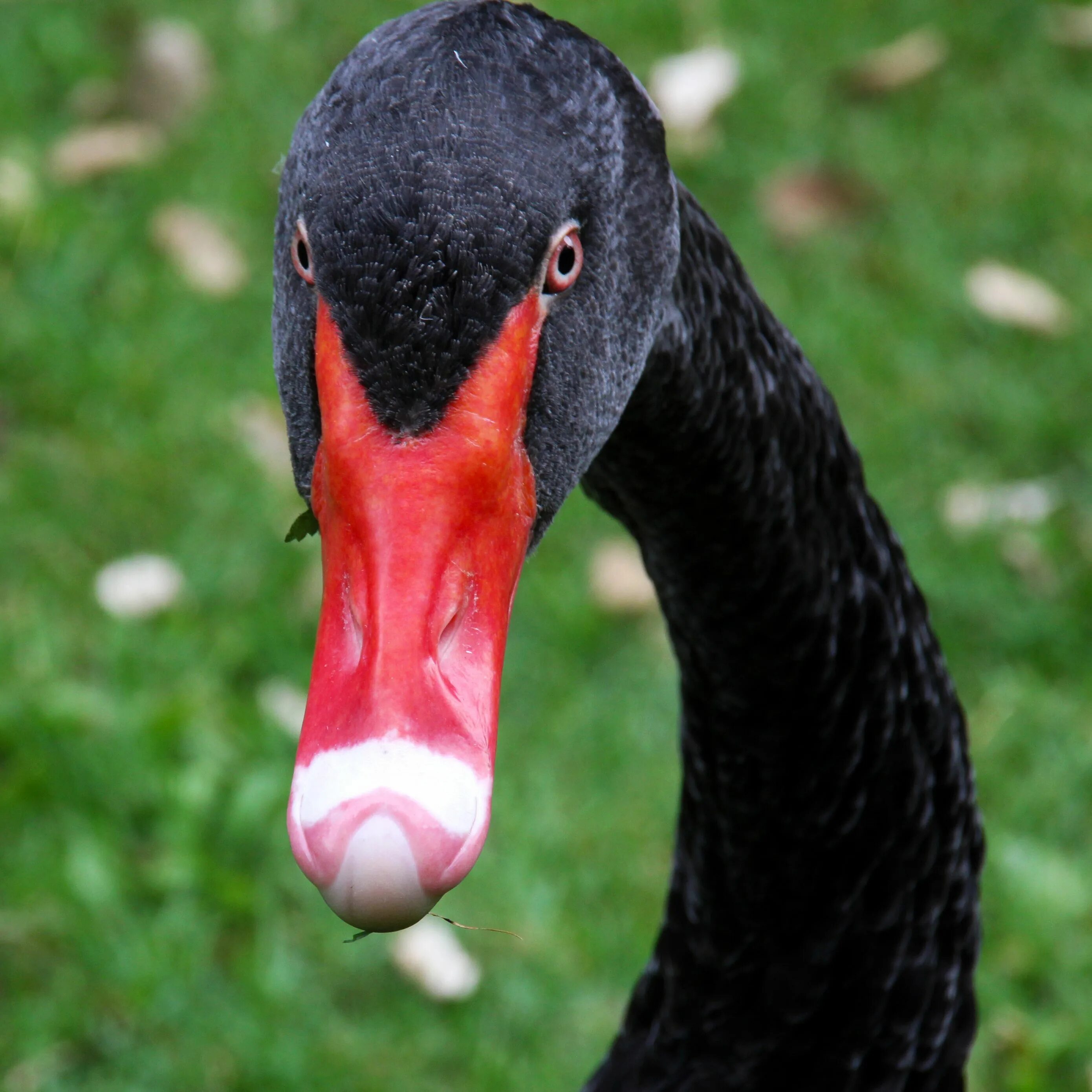 Black swan eyes. Лебедь с красным клювом. Черный лебедь фото. Птица в озере с красным клювом. Глаза лебедя.