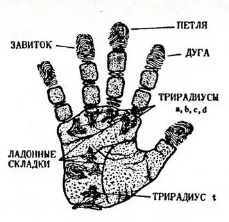 Куда ведут мелкие поры на ладонной