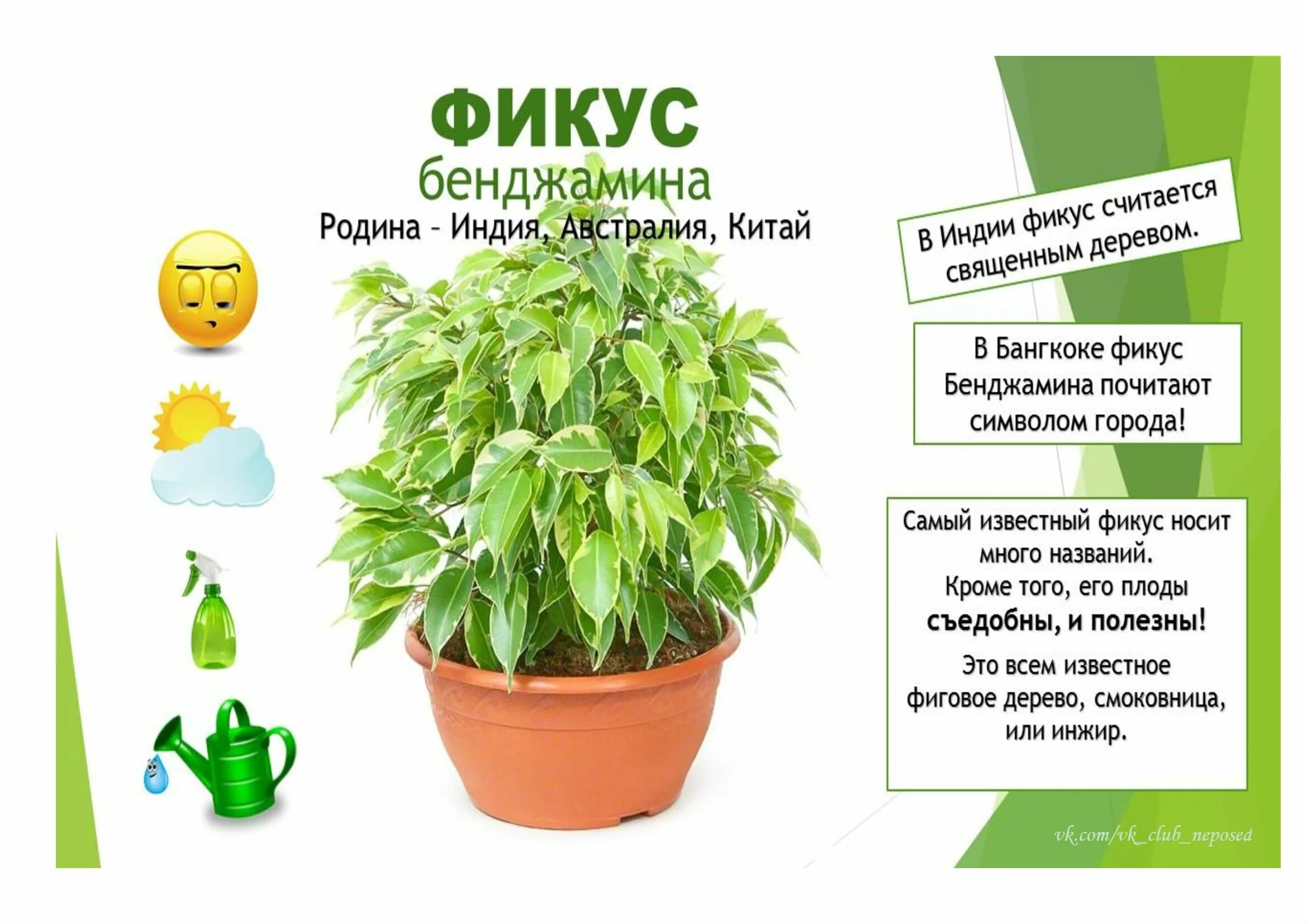 Что обозначает фикус. Фикус бенджамина кустовой.