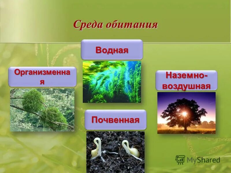 Особенность среды водная наземно воздушная почвенная организменная