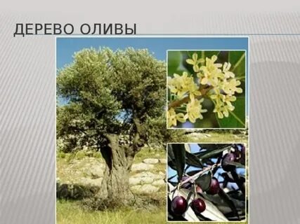 Маслина это род вечнозеленых деревьев