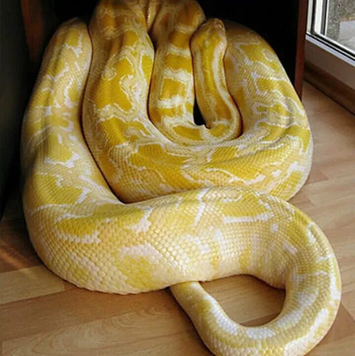 Королевский сетчатый питон. Змея тигровый питон. Yellow python. Yellow python. Yellow python.