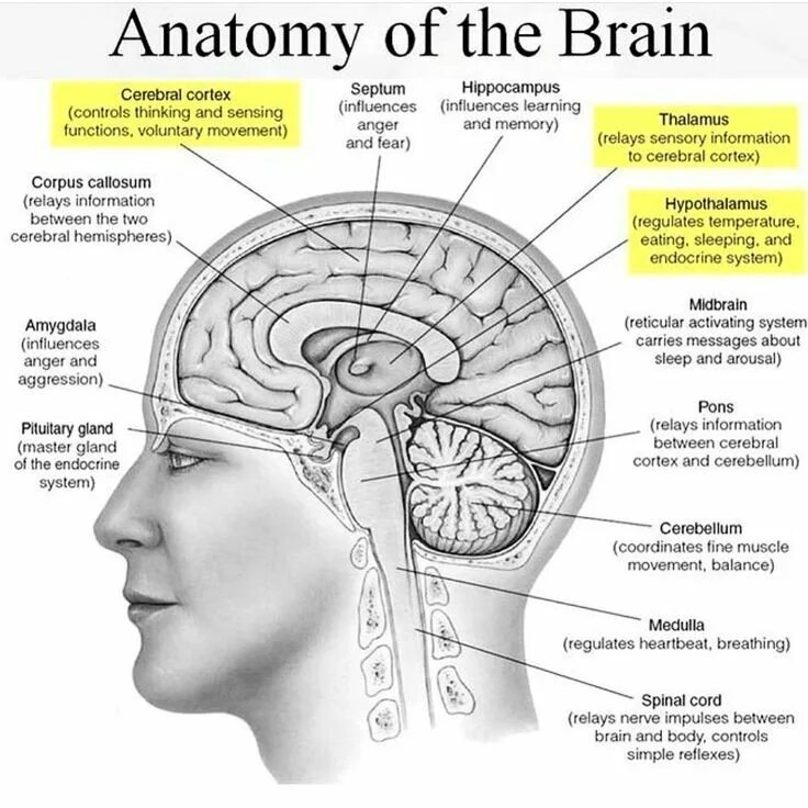 Knee joint anatomy. Ухо анатомия скульптура. Web pages search engine. Arcuate line of rectus sheath. Мозг снизу анатомия.