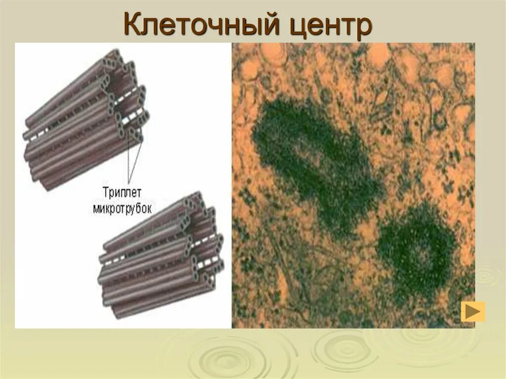 Центриоли отсутствуют. Центриоли отсутствуют. Центриоли отсутствуют. Центриоли отсутствуют. Цитоскелет и клеточный центр одно и тоже.