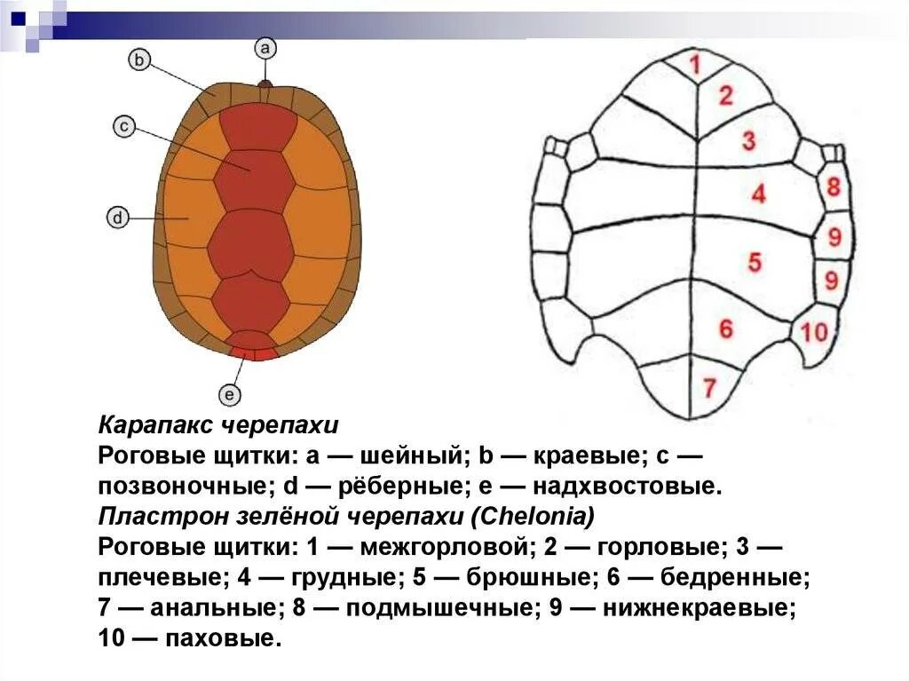 Как получить щиток черепахи. Как получить щиток черепахи