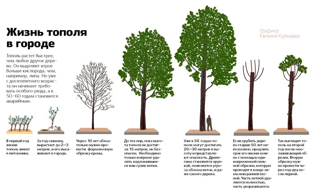 Какие выросши вы будете. Тополь пирамидальный высота кроны. Формирование крон деревьев в городе. Рост дерева. Сколько растет дерево.